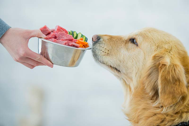 Pet Nutrition